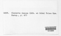 Typhula juncea image